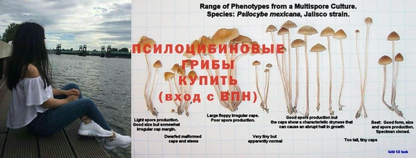 эйфоретик Белокуриха
