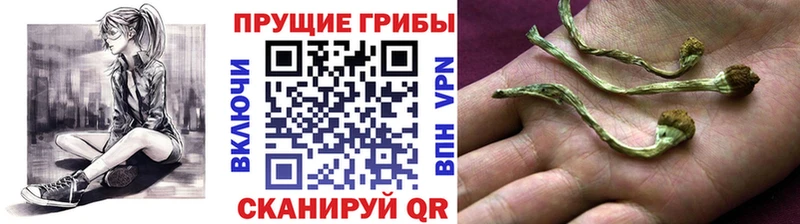 купить наркоту Ермолино Галлюциногенные грибы MAGIC MUSHROOMS